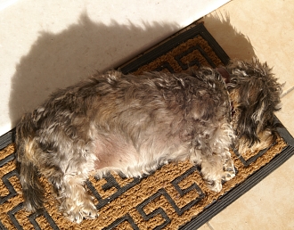 PICT2236 small MILLI SUNBATHING.jpg - 87741 Bytes